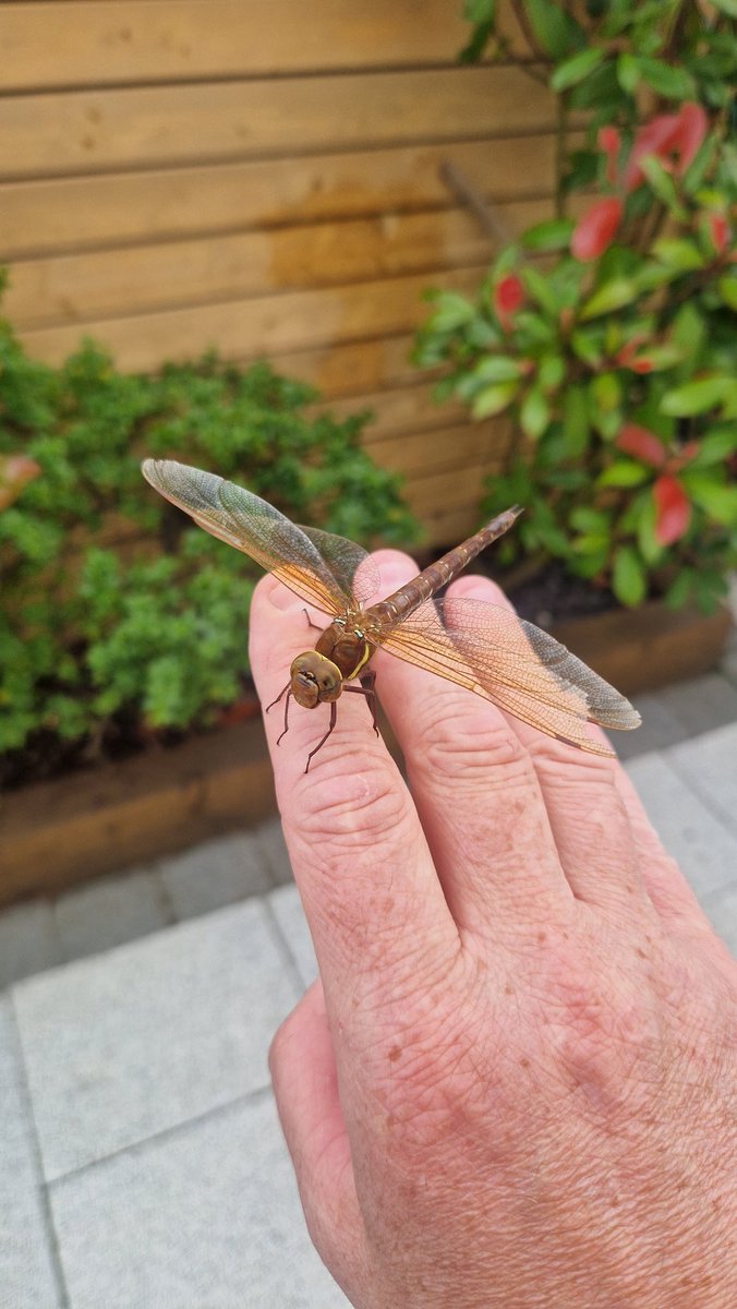 cambridgebarber's tweet image. Love my #garden. 
Came across ,what i think is, a Brown #Hawker #Dragonfly. First one I've actually got to hold. Beautiful #insect
It was obviously ill as it was dead on the patio when I got home later from work. 😔

#NaturePhotograhpy 
#nature