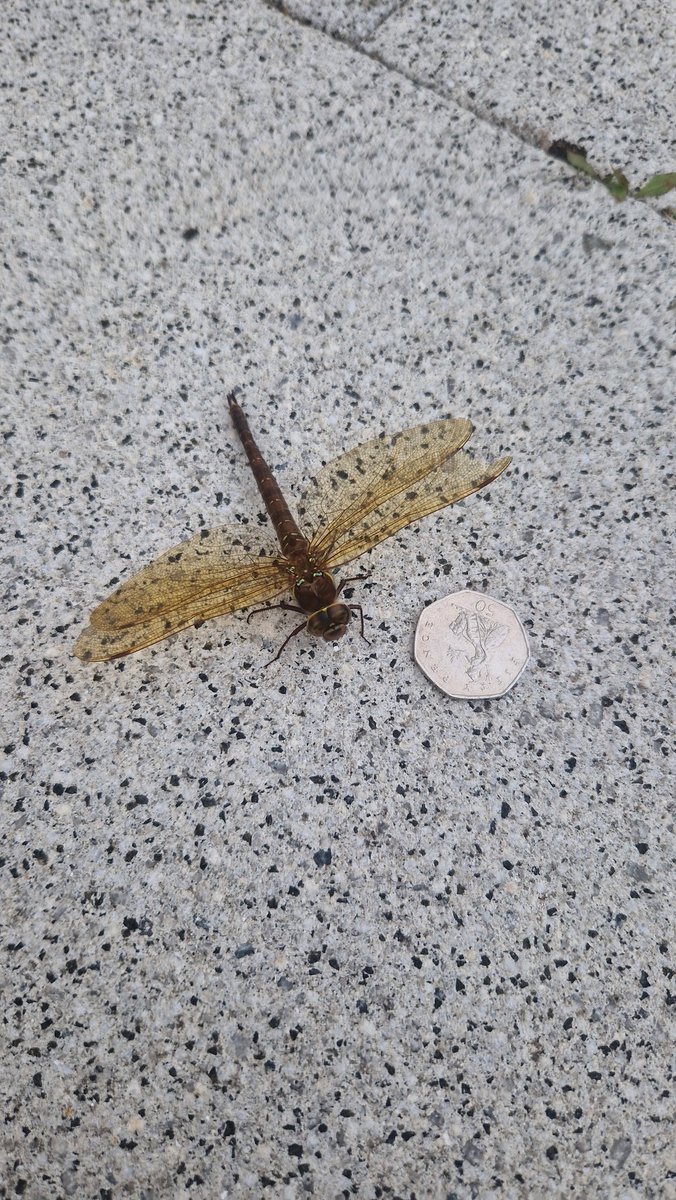 cambridgebarber's tweet image. Love my #garden. 
Came across ,what i think is, a Brown #Hawker #Dragonfly. First one I've actually got to hold. Beautiful #insect
It was obviously ill as it was dead on the patio when I got home later from work. 😔

#NaturePhotograhpy 
#nature