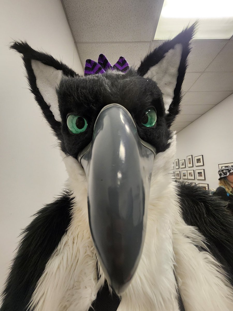 Ventura The Osprey tweet media