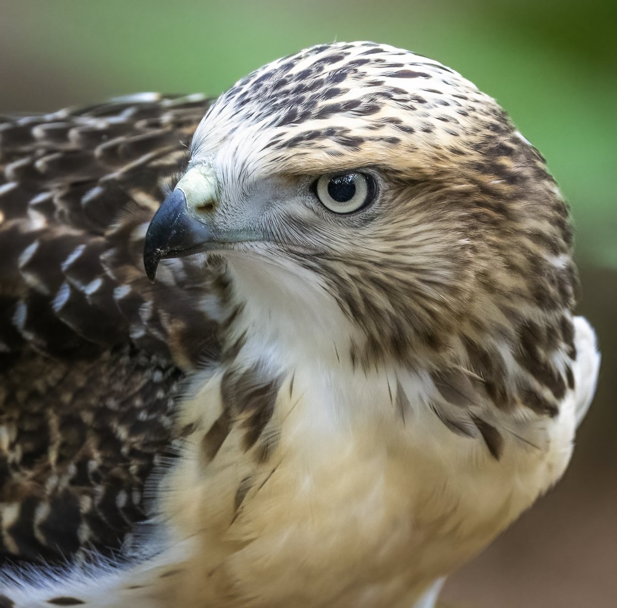 A young Red-tailed Hawk that was exploring the world outside of the nest.