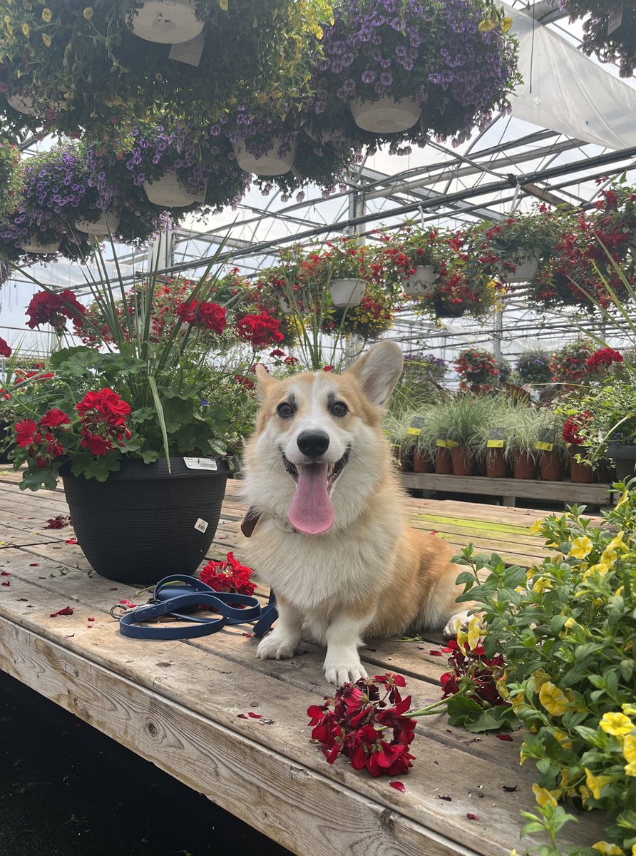 Moka the Corgi tweet media