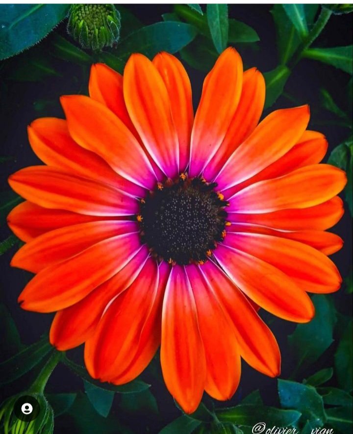 Celia de Fatima Faria Pedroso tweet media