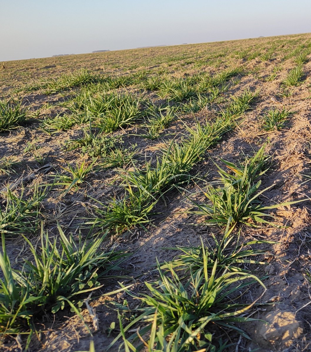 Día de recorrida de ensayos On Farm. Red de Rye grass en Sancti Spíritu, Santa Fe; Alfalfa en Bunge,  Bs. As y cerramos los 700km del día en Jovita, Córdoba, con mezclas para ambientes marginales. Mañana seguiremos por el sur cordobés 🌱
#desarrollo #pasturas <a href="/GentosArg/">Gentos Argentina</a>