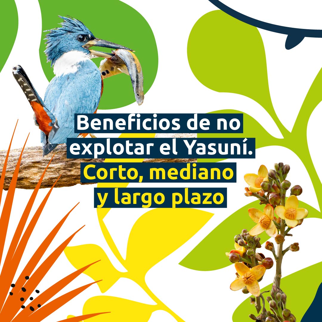 Yasunidos's tweet photo. Proteger al Yasuní nos beneficia a todas y todos, pero sobre todo a futuras generaciones. Las y los ecuatorianos podemos encontrar mejores formas de vivir que destruyendo la naturaleza.

¿Quieres conocer más del Yasuní? Visita nuestra web: https://t.co/zY2a5v25YV

#SÍalYasuní https://t.co/hqj13jRsAl