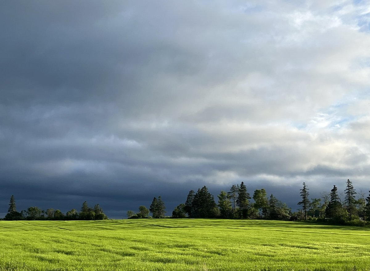 No filter needed! #pei #summer #agriculture #agri