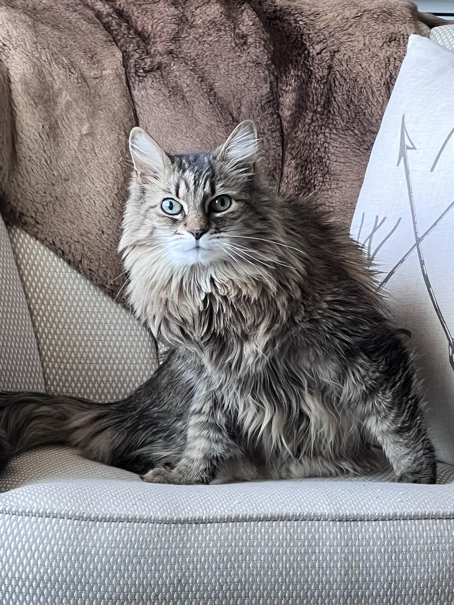 1quartlow's tweet image. Max wishes everyone a safe and a happy 4th. #lifeofmax #slackerlife