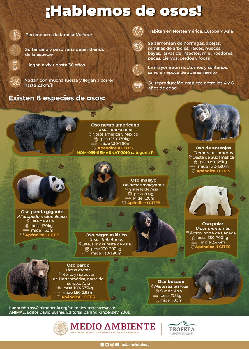 PROFEPA_Mx's tweet photo. 🐻¿#SabíasQue existen 8 especies de osos en todo el mundo?🌎

¡Conócelas!👇🏾 https://t.co/9dlU5y9f3O