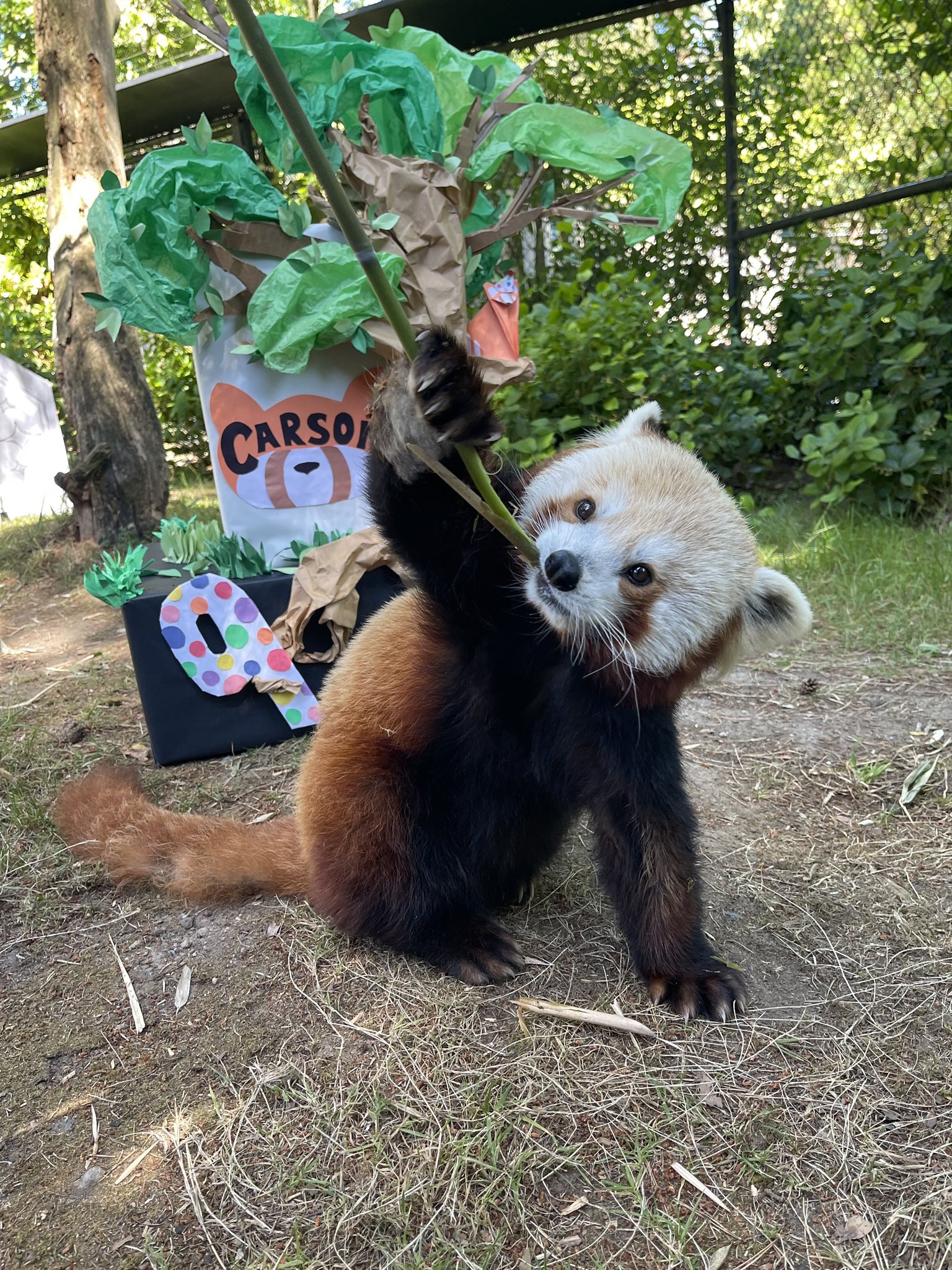Woodland Park Zoo On Twitter Who Is Red White Our Little Boo woodland-park-zoo-on-twitter-who-is-red-white-our-little-boo