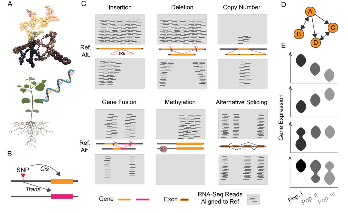 Delin Li (@delinbio) on Twitter photo Our preprint by <a href="/szintri/">James Schnable</a>, <a href="/schnablep/">Pat Schnable</a>, and <a href="/JinliangYang/">Jinliang Yang</a> identifies candidate genes with remarkable precision using variations of gene expression, alternative splicing, and structural variations from RNA-Seq in soybean. biorxiv.org/content/10.110… #Soybean #eQTL #TWAS Our preprint by <a href="/szintri/">James Schnable</a>, <a href="/schnablep/">Pat Schnable</a>, and <a href="/JinliangYang/">Jinliang Yang</a> identifies candidate genes with remarkable precision using variations of gene expression, alternative splicing, and structural variations from RNA-Seq in soybean. biorxiv.org/content/10.110… #Soybean #eQTL #TWAS