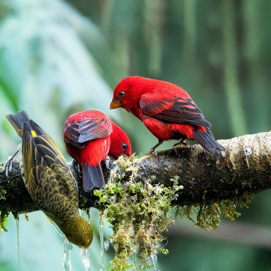 Guess the name of the bird😘😘😘 #birds #nature #photos #LovelyBirdsInChina
