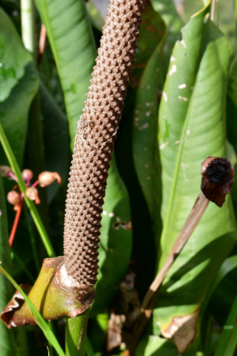 Anthurium binotii is a lithophytic species of aroid that grows on exposed  granite knobs & inselbergs in Rio De Janeiro State, Brazil. Here it is  growing with Zygopetalum triste & species of
