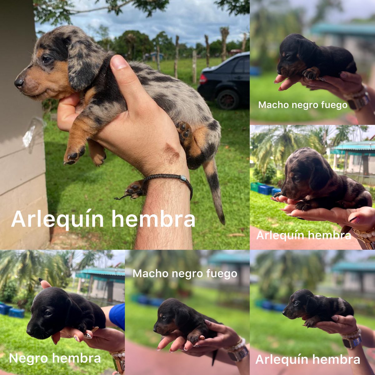 Salchichas disponibles 🥰