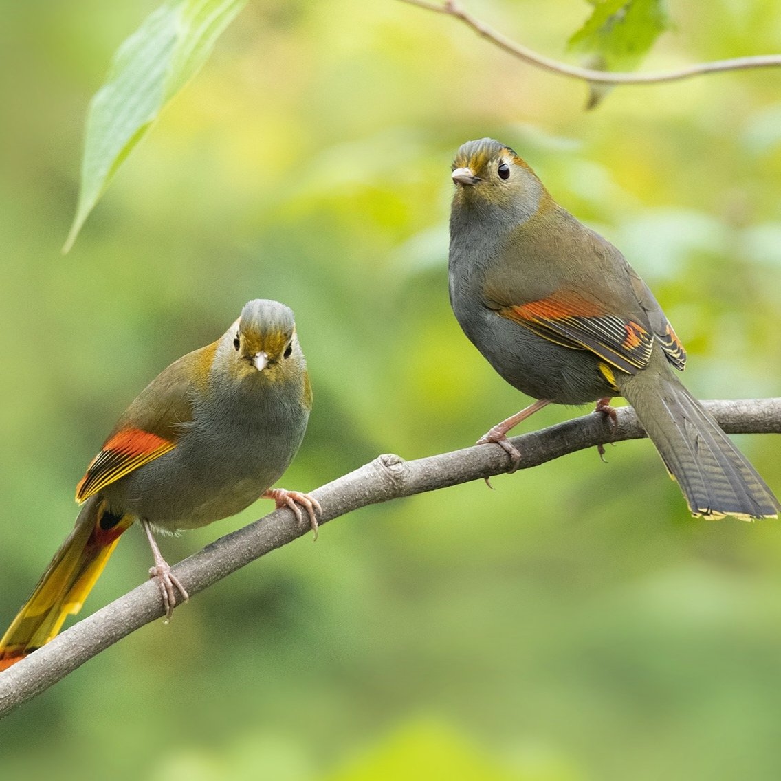 Guess the name of the bird🐦🐦

#birds #nature #photos
#LovelyBirdsInChina
