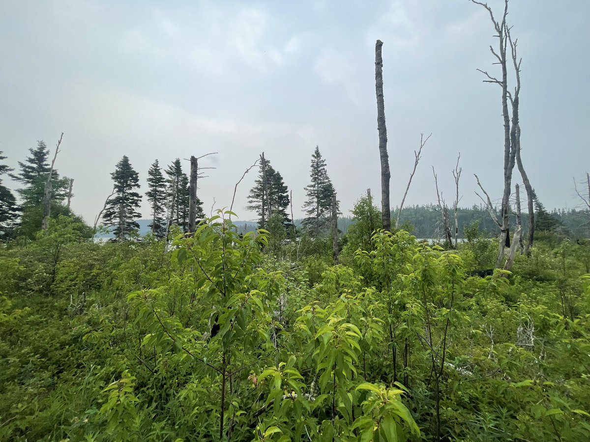 ALtwits's tweet photo. #AliveandWell from the last prescribed fire in @PukaskwaNP https://t.co/3xTkkFOdbD