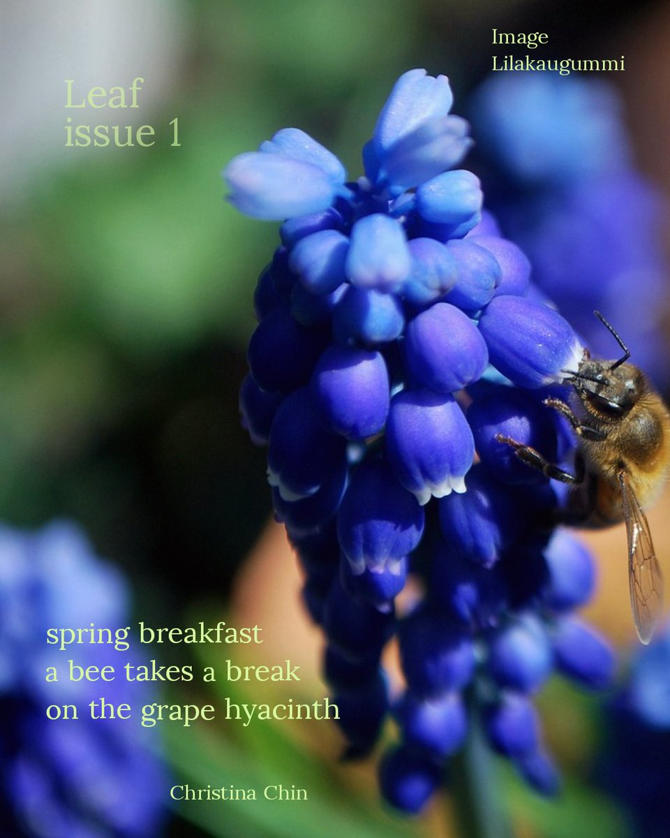 。
A haiku from Leaf Journal issue 1. Many thanks to the editors of haiga and haiku!

leafjournal.io/leaf-issue-one…

There is also a link to featured work of Editor Ravi Kiran 
and Haiga Editor Marion Clarke @seaviewwarrenpoint 

leafjournal.io/featured-work-…