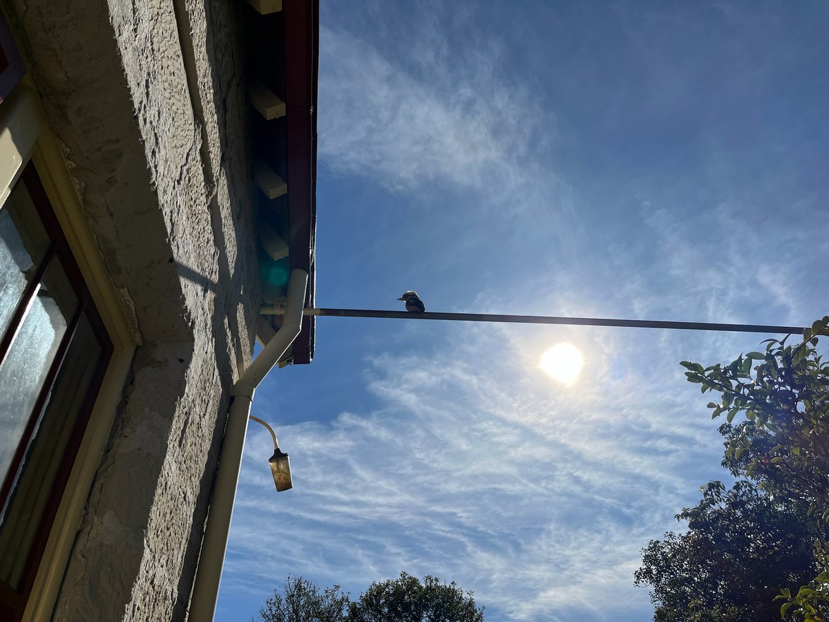 Sandhu_Kdeep1's tweet photo. You are as big as you think you are ❤the possibilities are limitless if you are prepared.
🫶😇💞
#Kookaburra
#BlessedAndGrateful
#weekendHike https://t.co/gLWQ2t6Oxx
