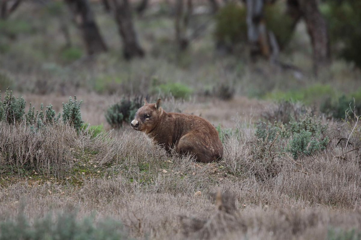 awconservancy's tweet photo. Exciting #WombatWednesday news! Recent survey results have shown Southern Hairy-nosed Wombat populations are strong at our Dakalanta Wildlife Sanctuary (SA) - with an estimated sanctuary population of 1,851 individuals 🤩

📷 H Nichols/AWC https://t.co/ge2laidz1P