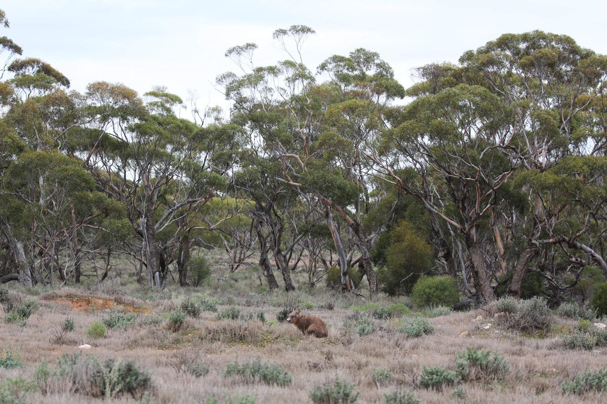 Exciting #WombatWednesday news! Recent survey results have shown Southern Hairy-nosed Wombat populations are strong at our Dakalanta Wildlife Sanctuary (SA) - with an estimated sanctuary population of 1,851 individuals 🤩

📷 H Nichols/AWC