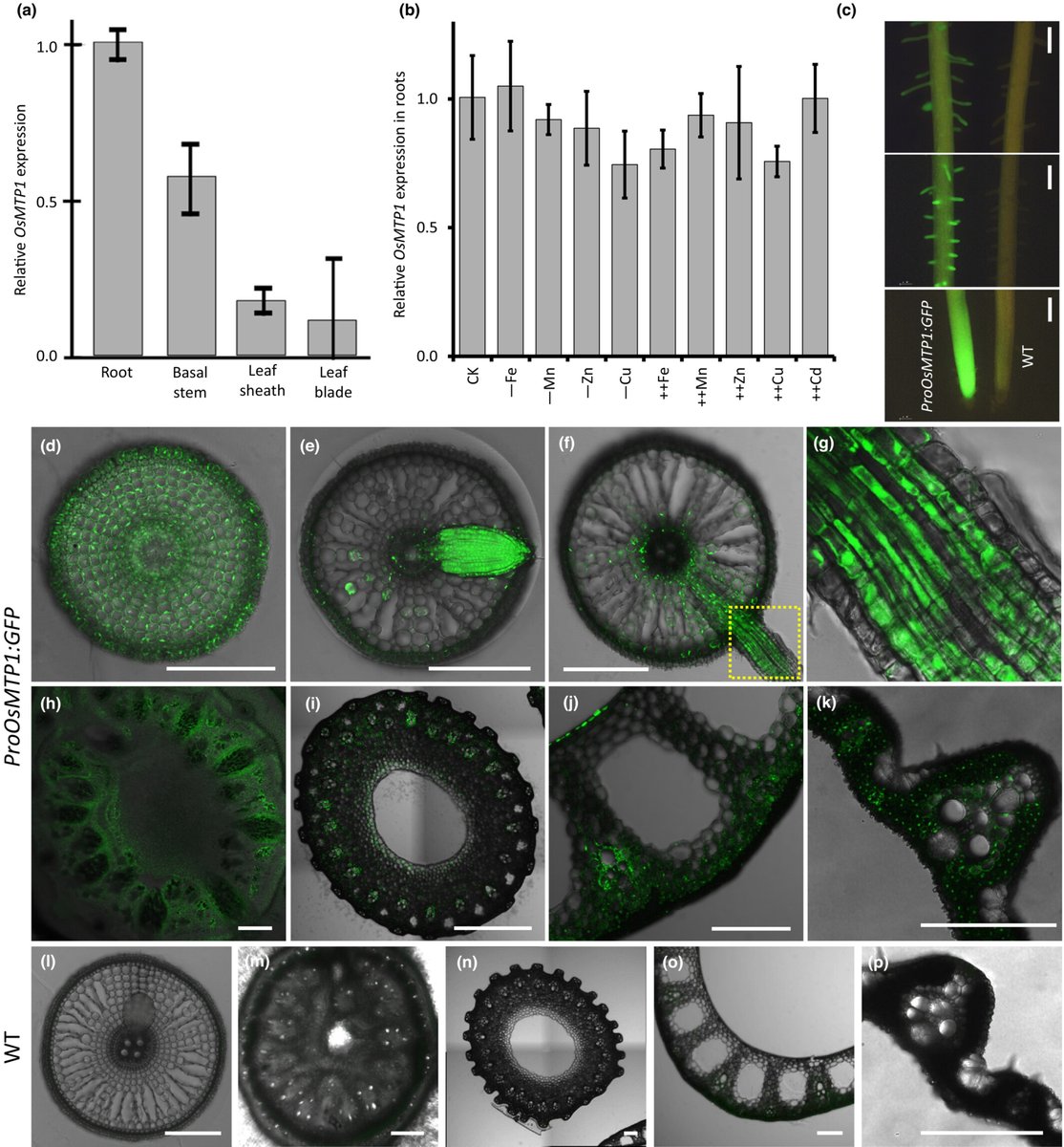 A vacuolar transporter plays important roles in zinc and cadmium accumulation in rice grain
Ning et al.

📖ow.ly/TjTH50P3sHY