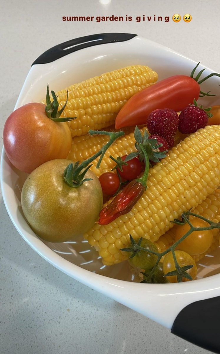 summer garden updates !!! 🥒🍅🌽🌶️