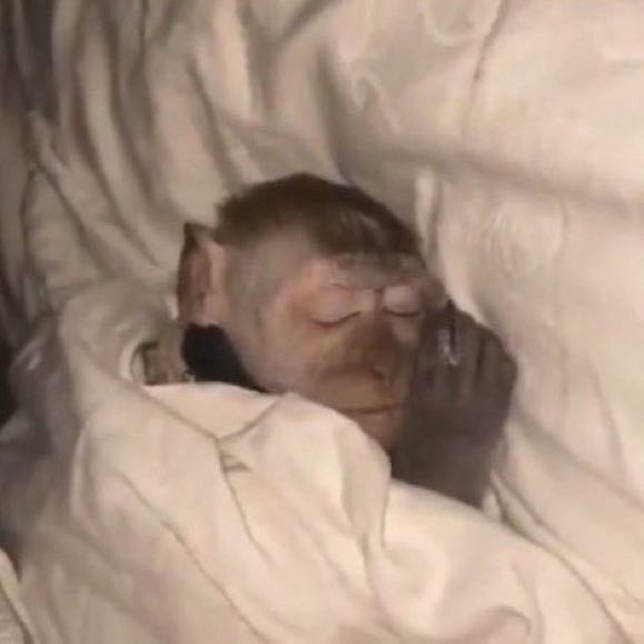 yo después de poner “sonidos de olas del mar para dormir”