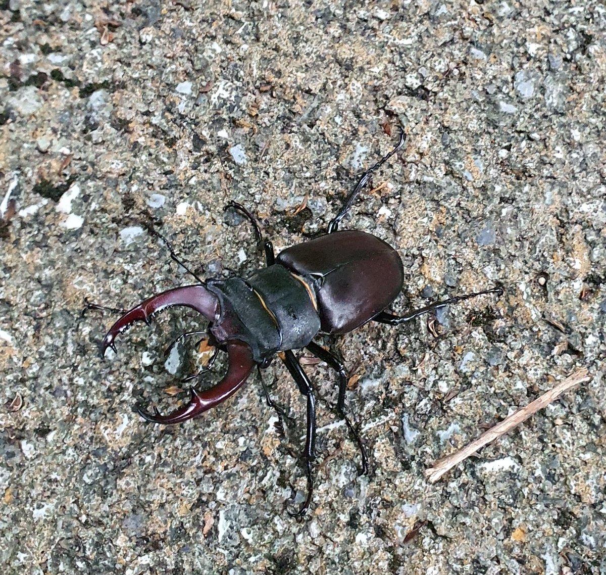 Mi niño interior está contento 😍 es el primero que me encuentro vivo 🪲
