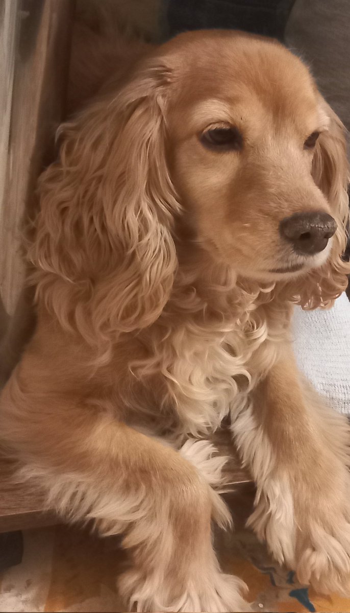 PolinariaG's tweet photo. Mi fiel compañero ❤️ https://t.co/xCRRtoj1op
