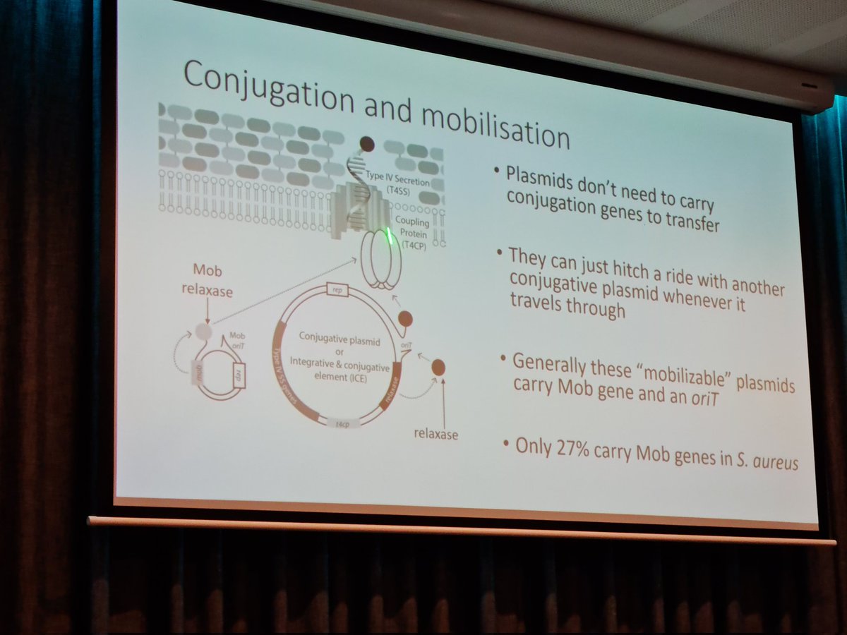 BioMinnie's tweet image. @DrJoshRamsay gave a really interesting talk with 3 small examples of transfer, #regulation and persistence of bacterial Mobile Genetic Elements (a super important research focus area!) #2023ASM