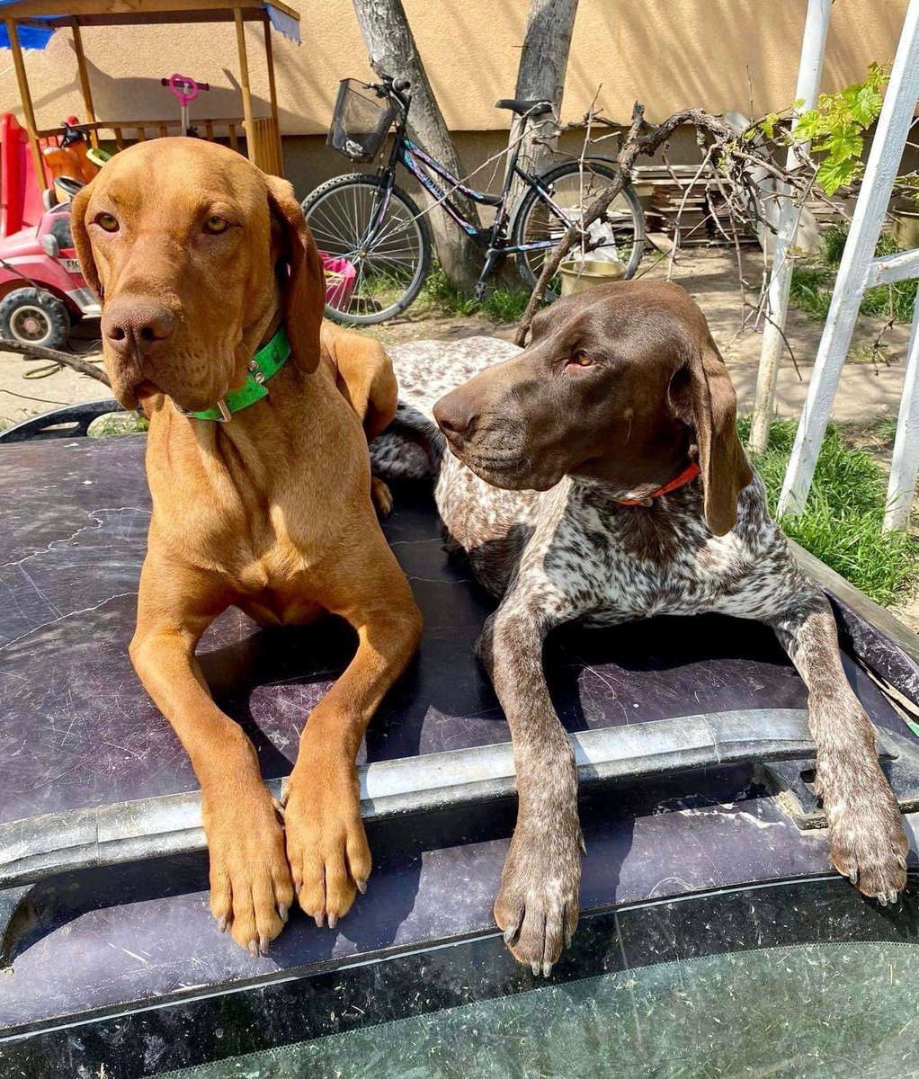 AVAILABLE TO ADOPT 🧡 🤎

Meet Dio the Vizsla boy and Szeder the GSP girl who have sadly been handed into us by their family 😞

They are both coming up to 2 years old and after vet checks it was found that Szeder needs an emergency spaying. 

Both are great with children, dogs,