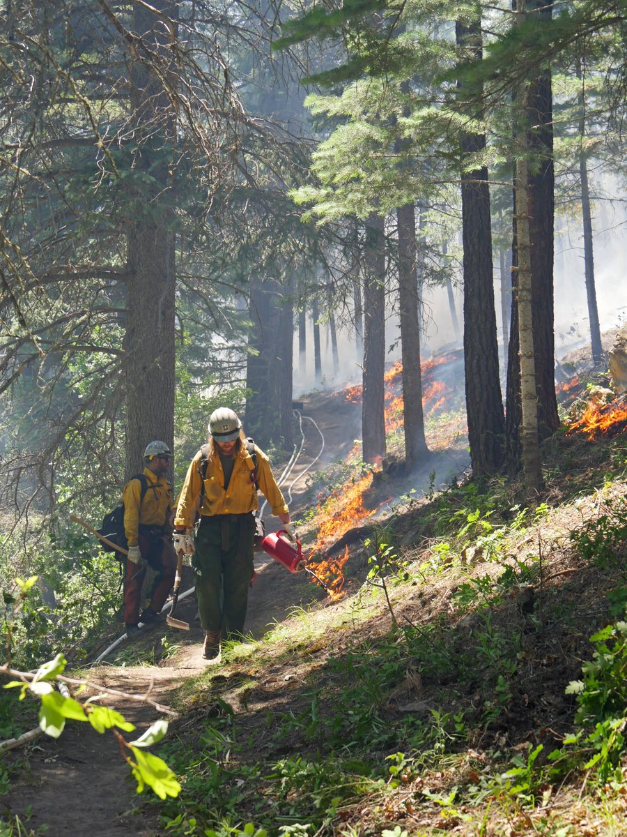As of 6:00 AM, there are 529 firefighting personnel on the #ChrisMountainFire. The fire is 491 acres, 0% contained.  Resources: 14 Engines, 13 Handcrews, 4 Dozers, 7 Helicopters, 2 Air Attack  

📸Firing operations strengthen handline previously constructed. #FireSeason2023