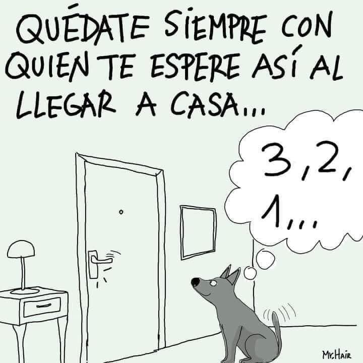 NecesitoUnPerro's tweet photo. https://t.co/ooAvf2trHh