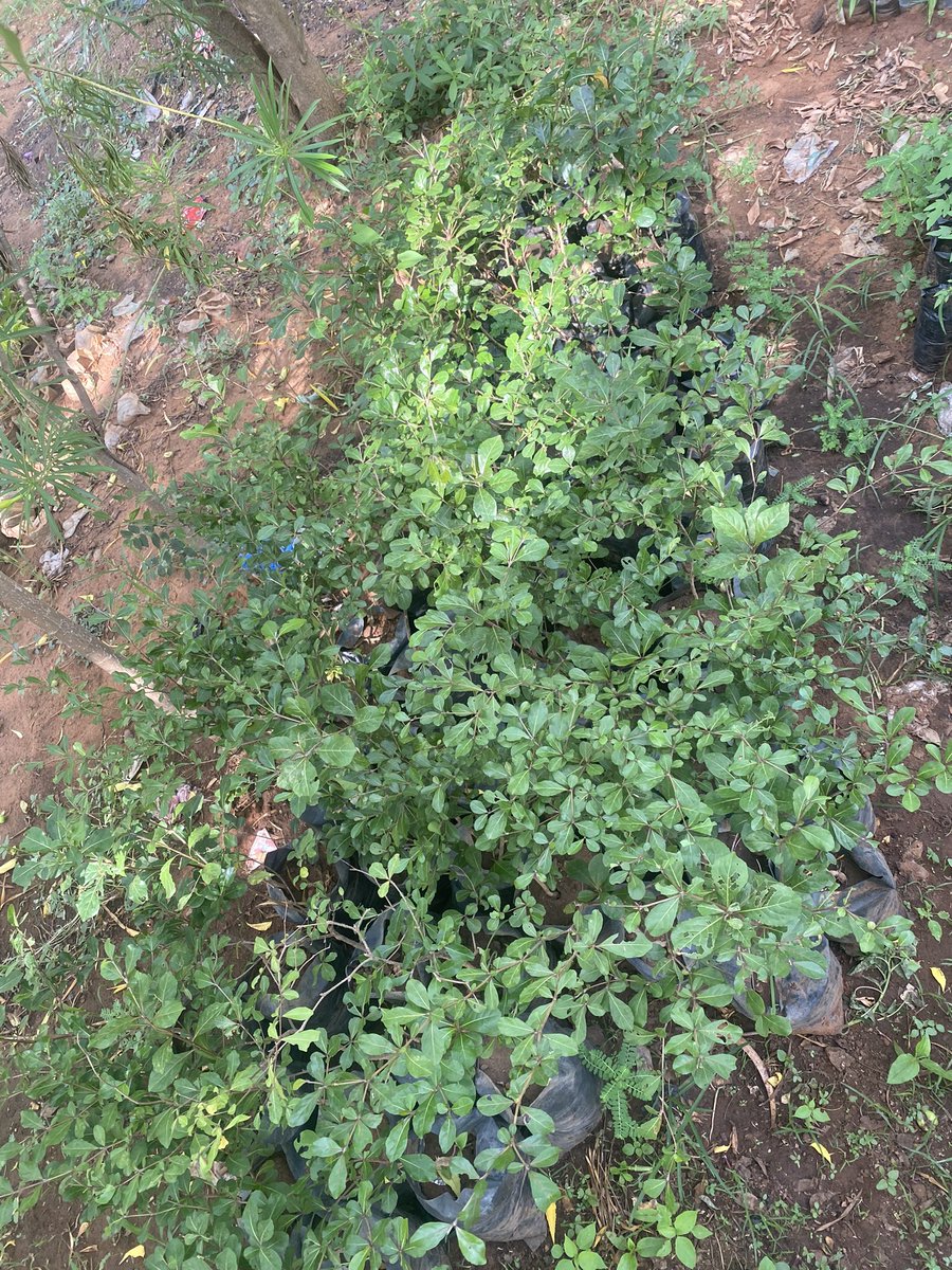 Thekryptonian01's tweet photo. As part of our mission to plant 5000 trees in Sokoto State, we have bought 100 trees that are ready to be planted anytime soon. As we wait for the state government to grant us permission and give us the go-ahead to start this project. https://t.co/4oO1plPxrT