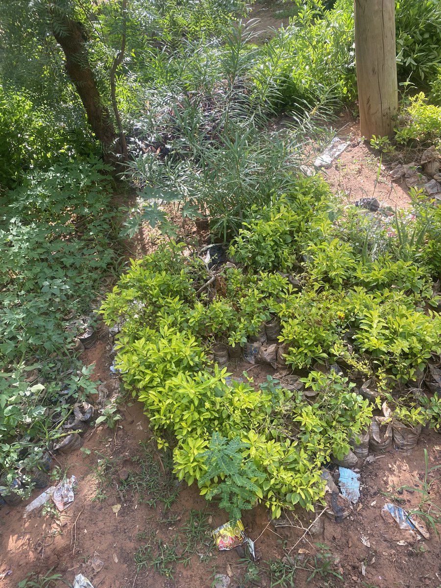 Thekryptonian01's tweet photo. As part of our mission to plant 5000 trees in Sokoto State, we have bought 100 trees that are ready to be planted anytime soon. As we wait for the state government to grant us permission and give us the go-ahead to start this project. https://t.co/4oO1plPxrT