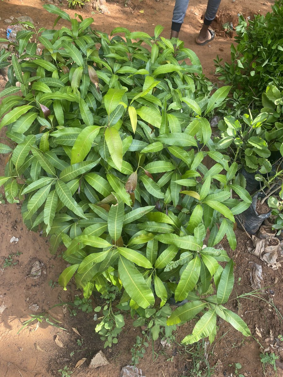 Thekryptonian01's tweet photo. As part of our mission to plant 5000 trees in Sokoto State, we have bought 100 trees that are ready to be planted anytime soon. As we wait for the state government to grant us permission and give us the go-ahead to start this project. https://t.co/4oO1plPxrT