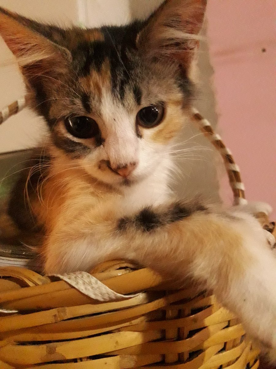 Lusuarezd's tweet photo. te amo mi calico hermosa https://t.co/LDntLPyrit