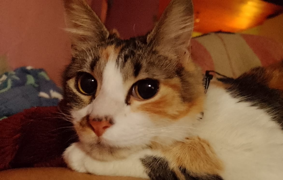 Lusuarezd's tweet photo. te amo mi calico hermosa https://t.co/LDntLPyrit