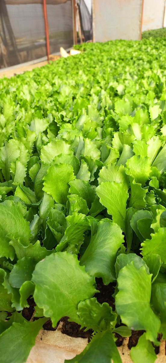We have these seedlings at Greenhope Seedlings Nursery:

Royale plus 
Broccoli  
Cauliflower
Red cabbage 
Tengeru select  
Gemma plus cabbage 
Lettuce 
 *Onions*
 Irati $10/tray of +/-1000plants 
Red creole $10/tray
Capricio $8/tray
Comtact Sales on 0781609809.