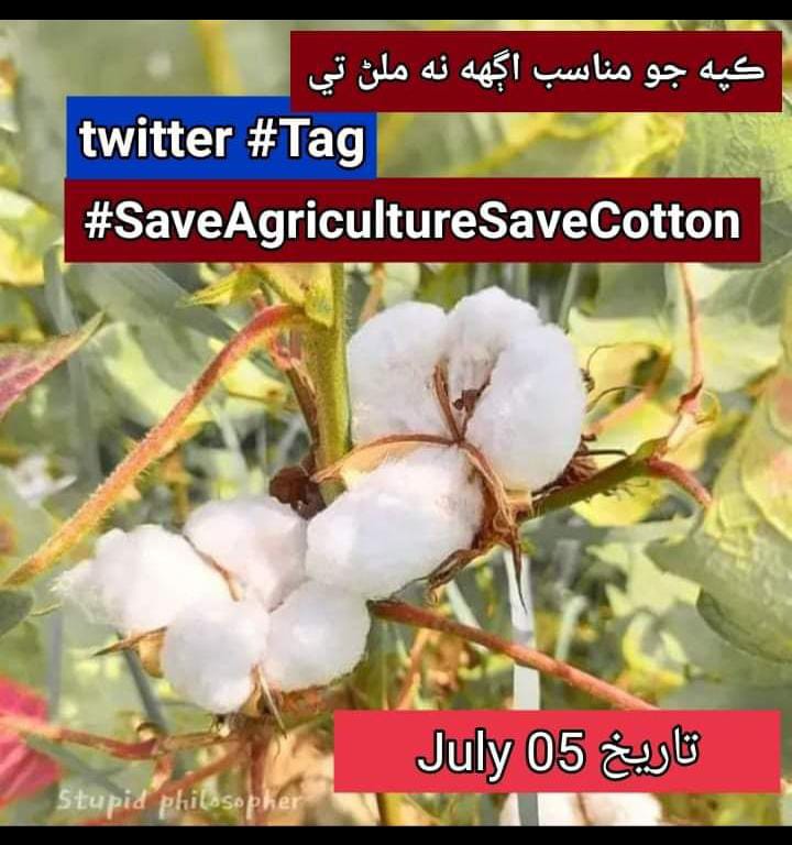 lalashahid2018's tweet photo. In the current period of inflation, the poor farmers and landlords are being economically killed by not providing adequate supply of cotton.
 #SaveAgricultureSaveCotton https://t.co/Fm6szBuyly