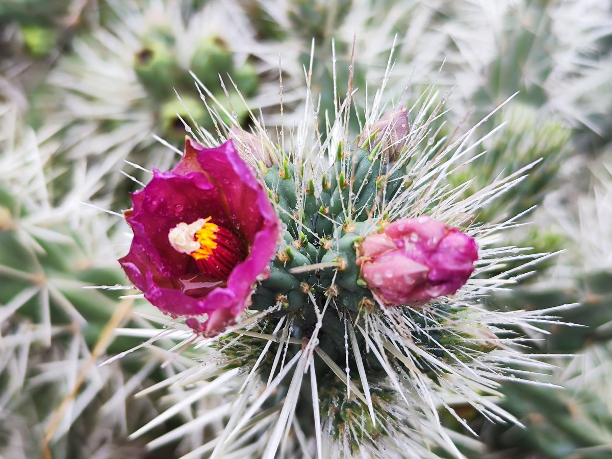 xarxadeparcs's tweet photo. 🌿 #ForestalCatalana elimina més de 3.500 peus de plantes exòtiques invasores al Parc de la Serralada Litoral; en total, 3.371 peus de Cyllindropuntia pallida (clavellina) i 258 d'Opuntia sp. (figuera de moro)
👉 https://t.co/cJpH7AO8uG
#ParcLitoral #ConservacióBiodiversitat