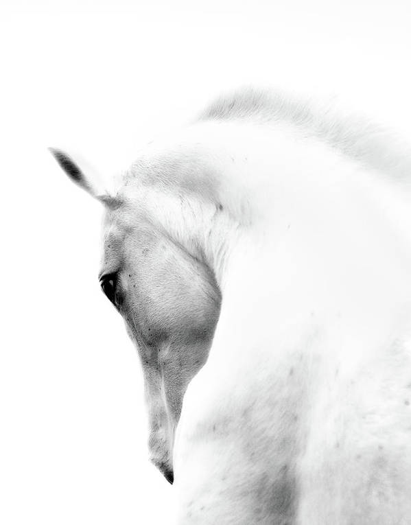 'White Stallion: 
    by 66North
    fineartamerica.com/shop/prints?pa…
