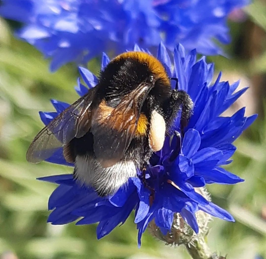 marcomout's tweet image. Goedemorgen. Ik heb een leerling. Die is gek op macrofotografie.

Hij is 10 jaar.

Vinden jullie het wat?!

Rt waardeert hij.
