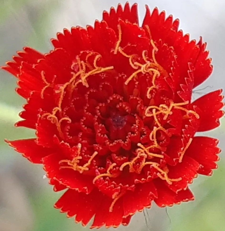 marcomout's tweet image. Goedemorgen. Ik heb een leerling. Die is gek op macrofotografie.

Hij is 10 jaar.

Vinden jullie het wat?!

Rt waardeert hij.