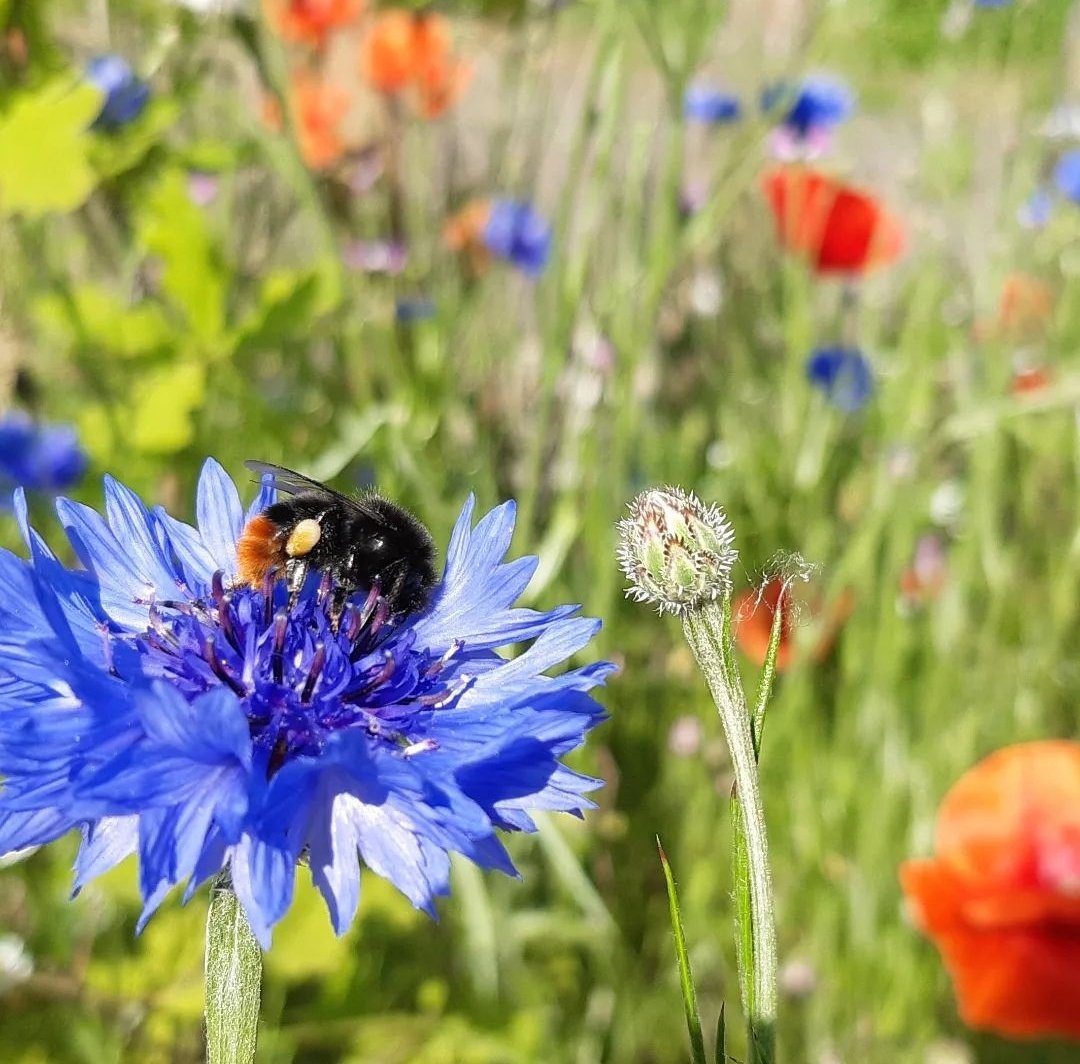 marcomout's tweet image. Goedemorgen. Ik heb een leerling. Die is gek op macrofotografie.

Hij is 10 jaar.

Vinden jullie het wat?!

Rt waardeert hij.