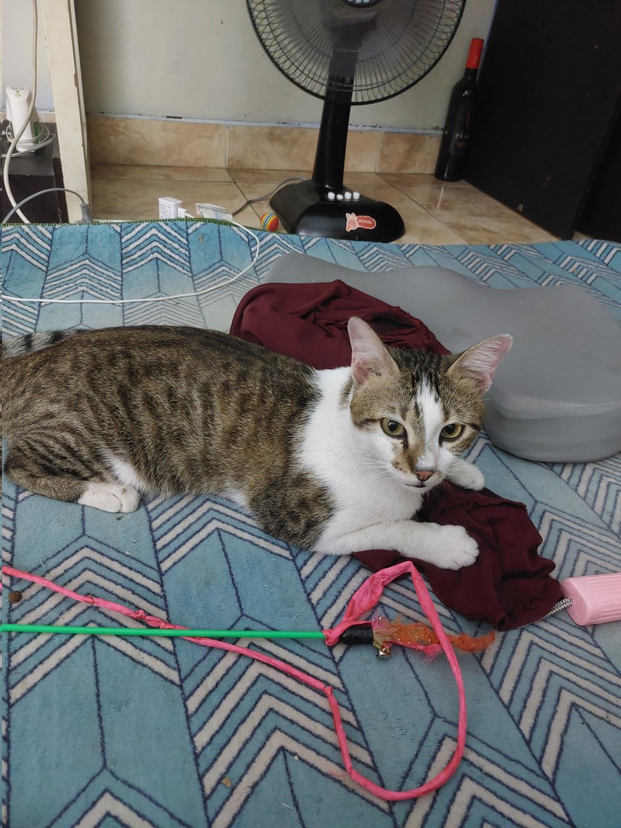 Ada yg kehilangan kucing seperti di foto? Kucing jantan udah bbrp hari gak mau pulang, daerah jl. Jambon, kricak #nemukucing
Min tlg bantu RT <a href="/merapi_uncover/">Merapi Uncover</a>