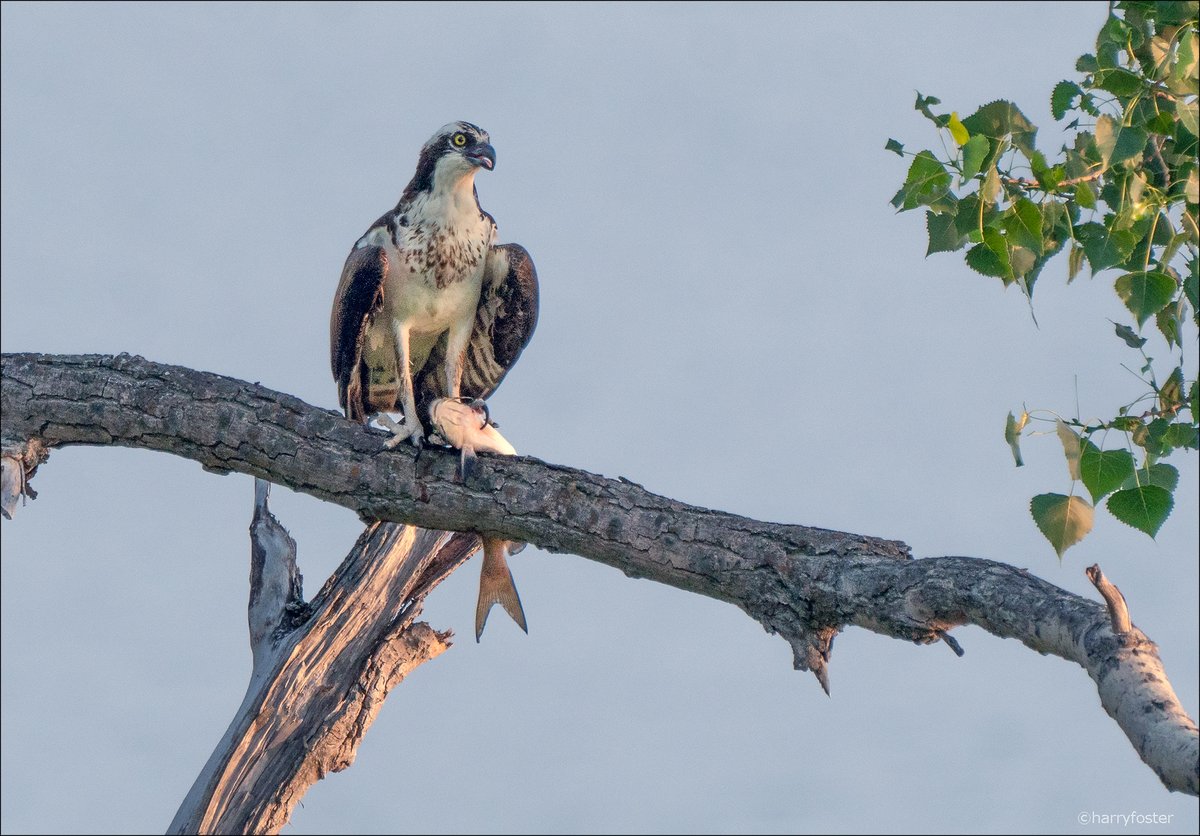 Harry Foster tweet media