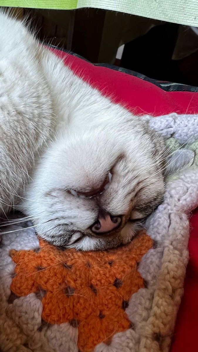 kira_charm's tweet photo. Meow meow 🩵🤍 Sleeping time🥱😴 https://t.co/sJiAWYkH7O