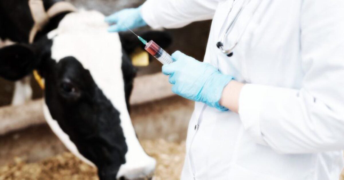 sophiadahl1's tweet photo. 1/2
Beef Company CEO: “I’ll Shut Down the Company Before We Ship a Single Bag With mRNA-Injected Meat”‼️🙏👇 https://t.co/e66WoRqK7V