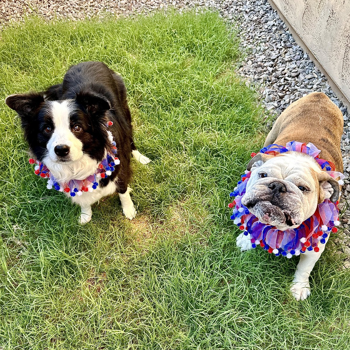 vcmonk's tweet photo. Beast and Izzie, celebrating freedom! https://t.co/CkD9j8vvPu