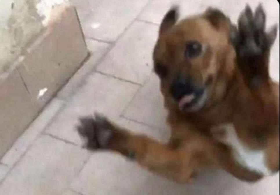 Yo: “Nadie me quiere”

Mi perrito cada vez que me ve: