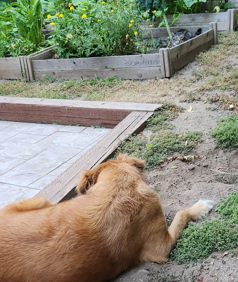 David Lazarus tweet media